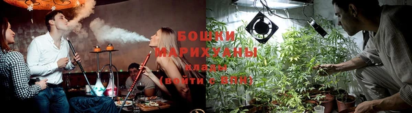 прущие грибы Белокуриха